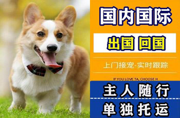 广东省宠物托运公司广东省宠物托运公司广东省宠物托运公司