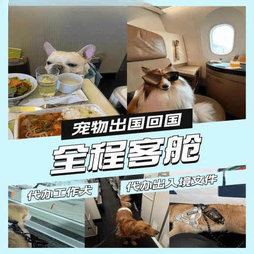 广东省宠物托运到白俄罗斯宠物入境规定和要求